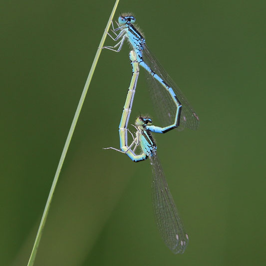 Coenagrion scitulum (Dainty Damselfly) in cop 4.JPG